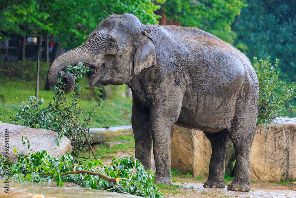 Fototapeta premium The elephant during the rain. Background with selective focus and copy space