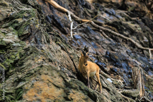 Alpine ibex. Background with selective focus and copy space