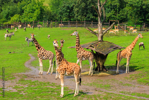 Very beautiful giraffes. Background with selective focus and copy space