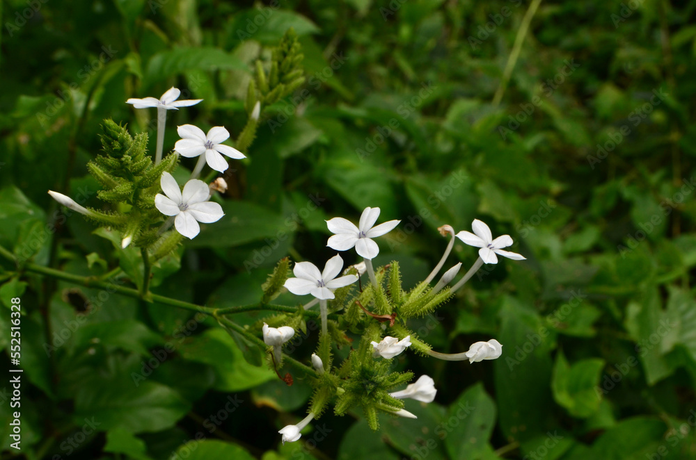 Plumbago zeylanica flower is blooming on the tree Plumbago zeylanica flower is blooming on the tree