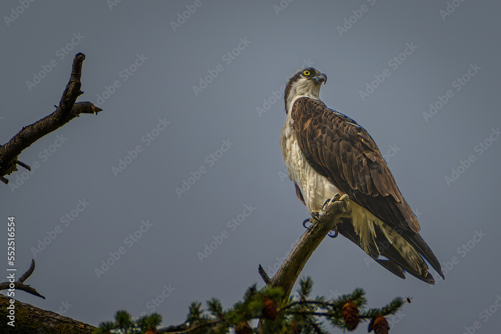 2022-12-08 A MATURE OSPREY PERCHED ON THE BRANCH OF A TREE IN MEDINA WASHINGTON WITH A LIGHT BLUE SKY