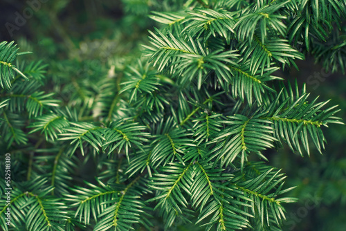 Taxus baccata green twig texture. Berry yew plant texture background.