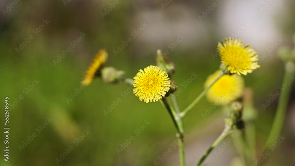 Yellow Sonchus arvensis flower blooming on a tree branch Yellow Sonchus arvensis flower blooming on a tree branch