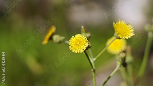 Yellow Sonchus arvensis flower blooming on a tree branch