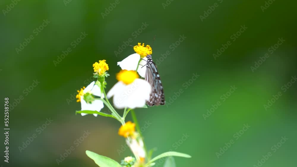 Butterfly close-up video Colorful tropical butterfly insects can be seen a lot in Thailand during the rainy season. Butterfly close-up video Colorful tropical butterfly insects can be seen a lot in Thailand during the rainy season.