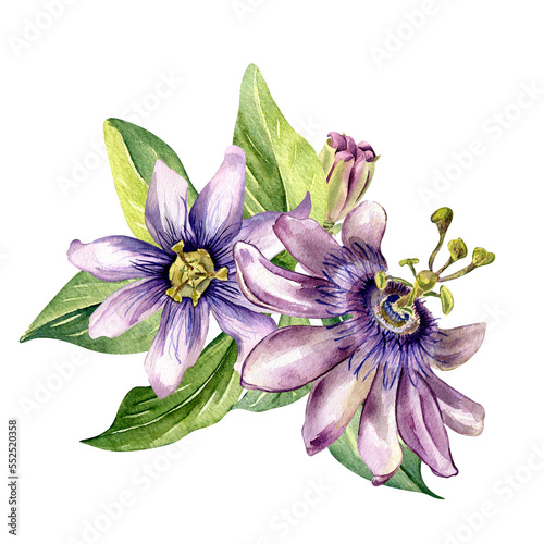 Composition of passion flower and leaves watercolor illustration isolated on white.