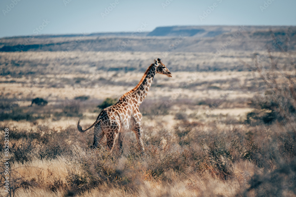 Obraz premium Eine Giraffe läuft durch die trockene Buschlandschaft im Naukluft Gebirge, Namibia