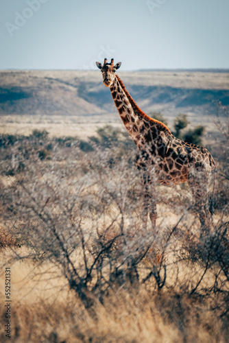 Eine Giraffen steht in der trockenen Buschlandschaft im Naukluft Gebirge, Namibia photo