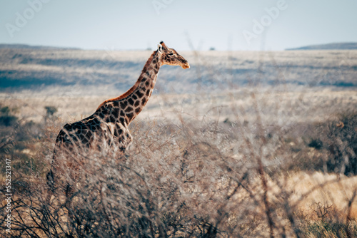 Eine Giraffe läuft durch die trockene Buschlandschaft im Naukluft Gebirge, Namibia © Michael