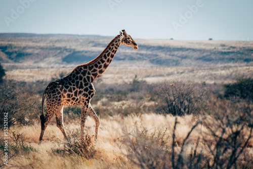 Eine Giraffe läuft durch die trockene Buschlandschaft im Naukluft Gebirge, Namibia © Michael