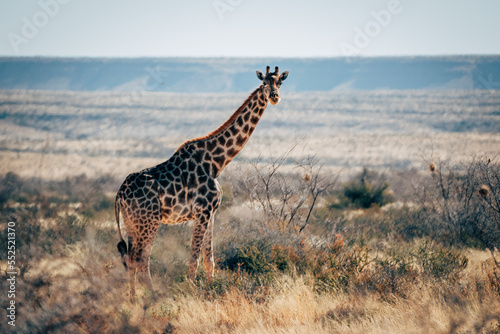 Eine Giraffen steht in der trockenen Buschlandschaft im Naukluft Gebirge, Namibia © Michael
