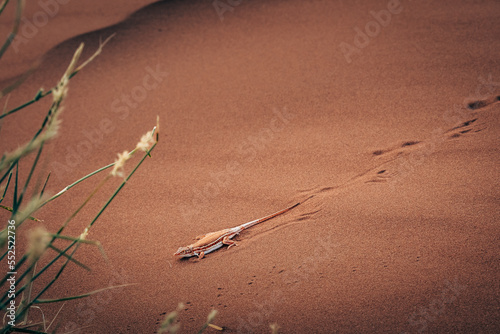 Anchieta-Sandeidechse (Meroles anchietae) auf der EIlim-Düne am Rande des Sossusvlei, Sesriem, Namibia photo