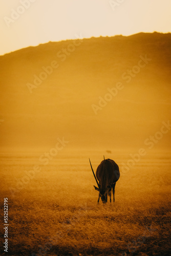 Magisch anmutende Silhouette einer Oryxantilope  Oryx gazella  im aufsteigenden Nebel nach Sonnenuntergang in der Ebene vor der Elim D  ne  Sesriem  Namibia 