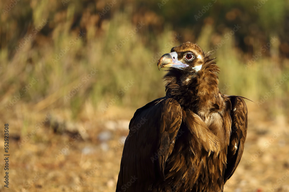 Φωτογραφία The detail of the head of cinereous vulture (Aegypius monachus) or black vulture