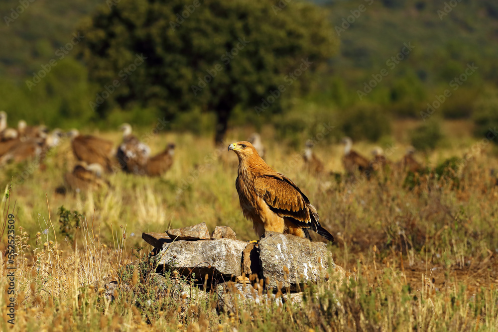Fototapeta premium Spanish imperial eagle (Aquila adalberti), or Iberian imperial eagle, Spanish or Adalbert's eagle sitting on the ground with vultures in the background. Juvenile imperial eagle sitting on the ground.