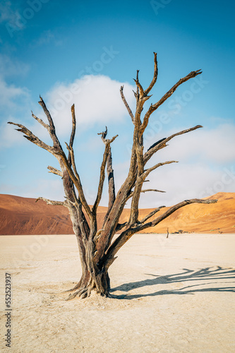 Tote Bäume im Deadvlei (Sossusvlei, Namibia)