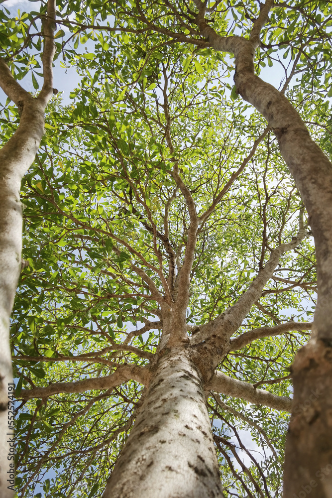 Obraz premium Landscape the big tree with nature background