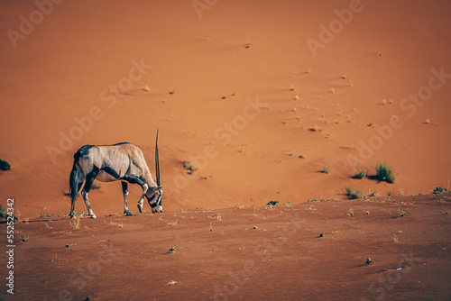 Einsame ausgezehrte Oryxantilope (Oryx gazella) in der endlosen Weite der roten Namib Wüste (Sossusvlei, Namibia)