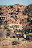Portrait eines sich umblickenden Oryx am Rande des Naukluft Gebirges, Namibia