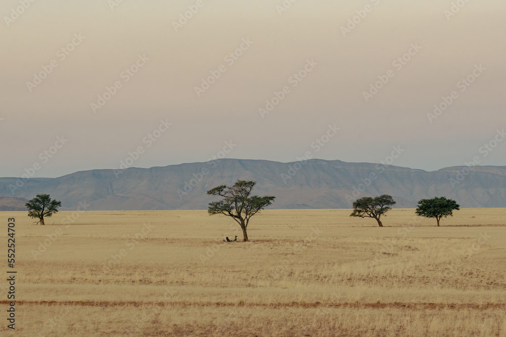Idyllischer Blick von der Elim Düne in Richtung Naukluft Gebirge nach Sonnenuntergang mit drei Bäumen im Vordergrund (Sesriem, Namibia)