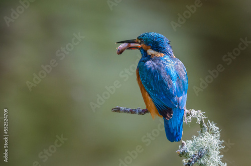 A male kingfisher is perched on a branch with a fish in his beak. The view is from behind and shows its beautiful blue feathers on his back against a natural out of focus background