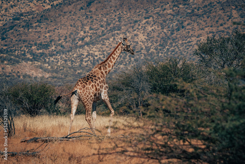 Giraffen läuft durch das Buschwerk in der Savannenlandschaft im Erongo-Gebirge (Namibia)