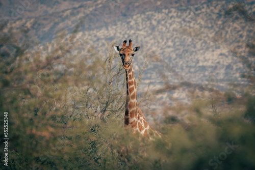 Giraffe schaut über das Buschwerk in der Savannenlandschaft im Erongo-Gebirge (Namibia)