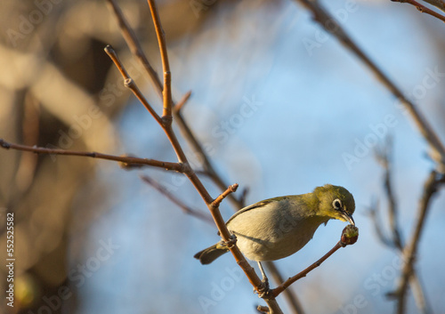 Bird from the White-Eye family (Zosterops sp.) sitting in a tree, taken in the Cederberg Mountains photo