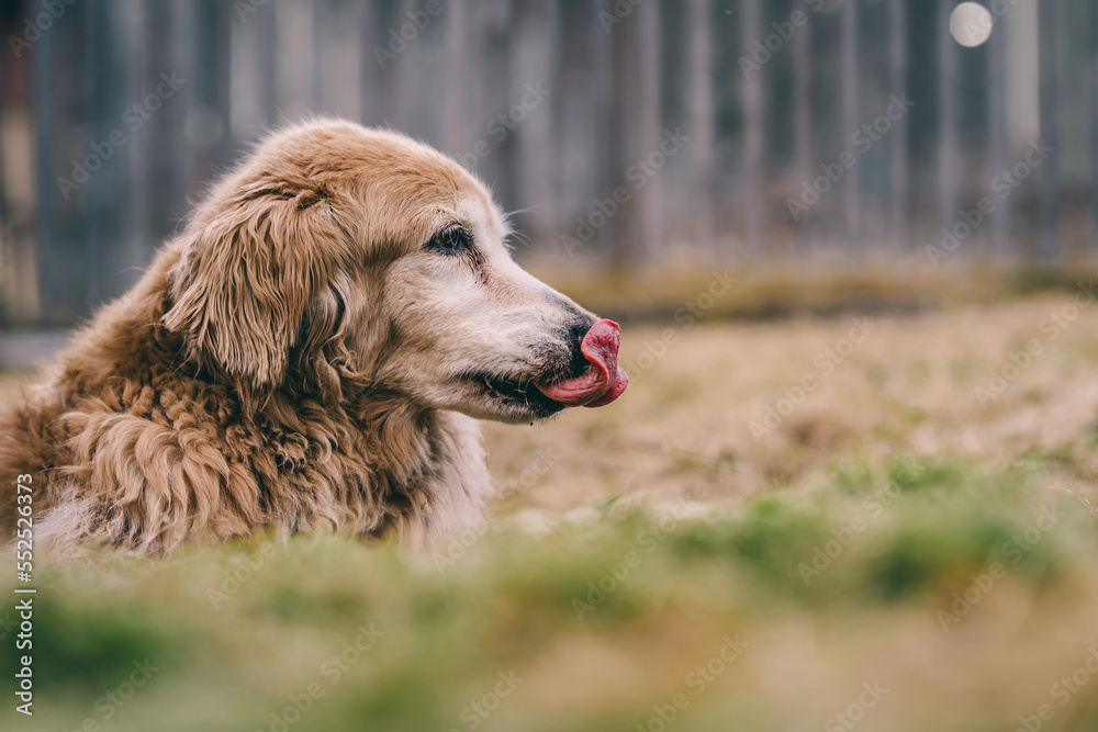 Obraz premium golden retriever dog