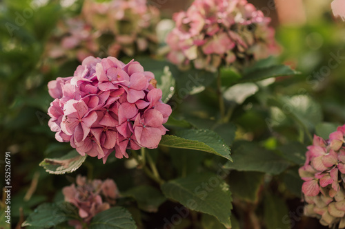 pink hydrangea flowers close up photo