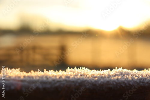 Ice crystals on a fence in a dutch landscape, sunrise, golden hour