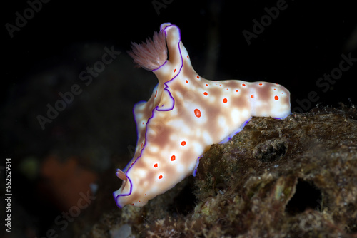 Nudibranch (sea slug) - Ceratosoma trilobatum feeds on a sponge. Underwater macro life of Tulamben, Bali, Indonesia.
