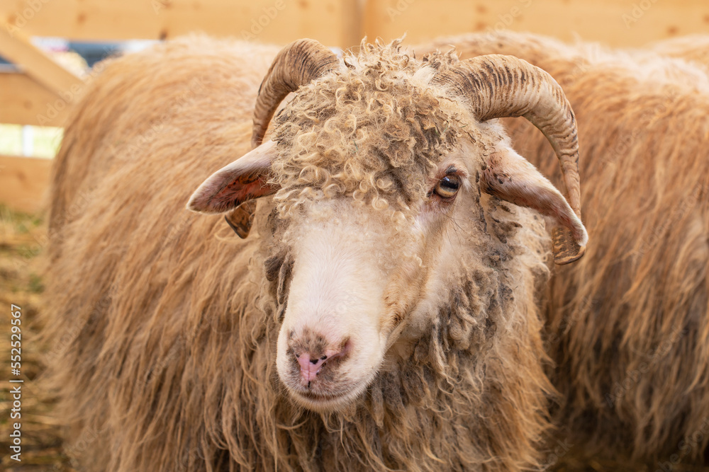 Horned male sheep looking at the camera