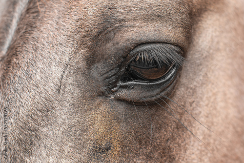 Closeup of the horse head with detailed eye and long eyelashes