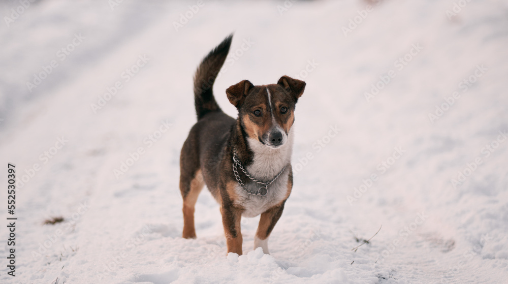Medium-sized stray dog standing on the snowy road. A happy dog in the forest looks into the camera Medium-sized stray dog standing on the snowy road. A happy dog in the forest looks into the camera