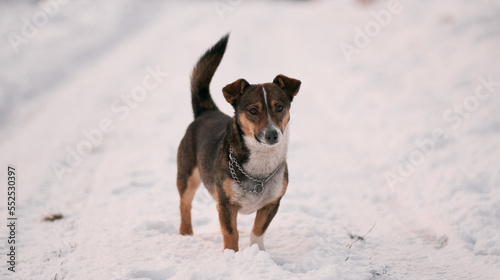 Medium-sized stray dog standing on the snowy road. A happy dog in the forest looks into the camera © AlexGo