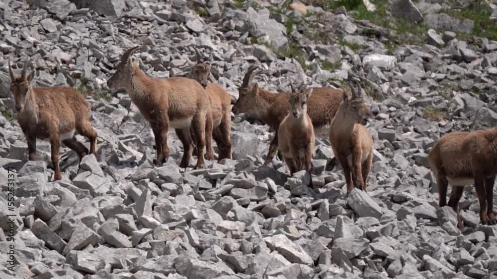Group of Alpine Ibex (Capra Ibex), Alpine Ibex on Rocky Landscape, Vercors, France Group of Alpine Ibex (Capra Ibex), Alpine Ibex on Rocky Landscape, Vercors, France