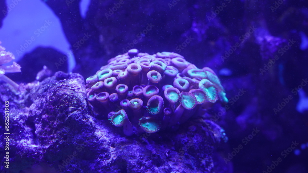 Obraz premium Button Polyps|Bright Green Zoanthid Polyp Soft Corals 