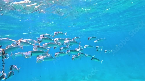 Shiny indian mackerel swimming in front of a colorful coral reef in the red sea