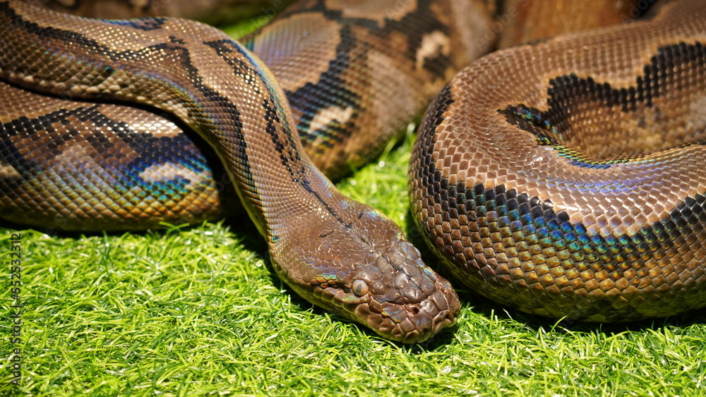 Fototapeta premium Malayopython reticulatus|網紋蟒