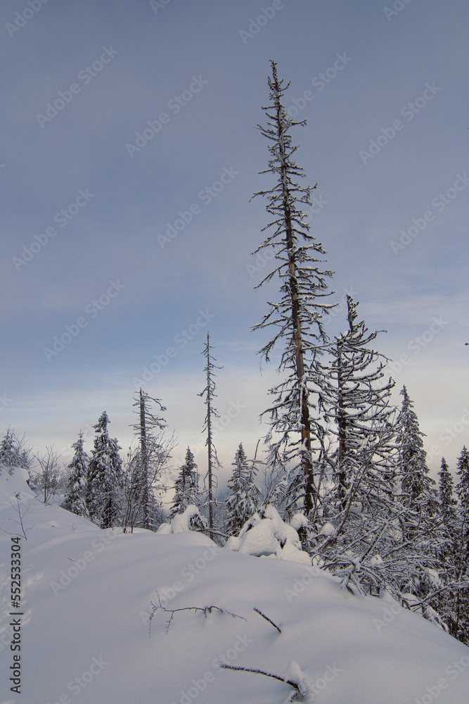 Skinny pine tree surrounded by winter forest landscape photo. Beautiful nature scenery photography with sky on background. Idyllic scene. High quality picture for wallpaper, travel blog, magazine Skinny pine tree surrounded by winter forest landscape photo. Beautiful nature scenery photography with sky on background. Idyllic scene. High quality picture for wallpaper, travel blog, magazine