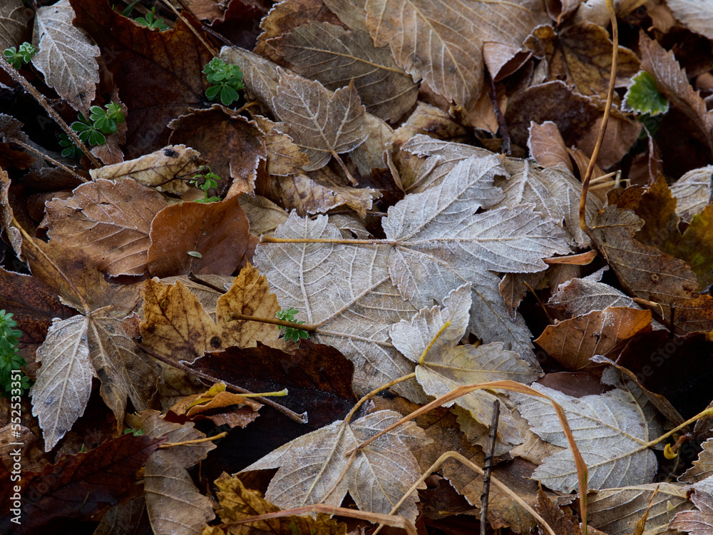 Tardo Autunno nel Parco Nazionale della Maiella Tardo Autunno nel Parco Nazionale della Maiella