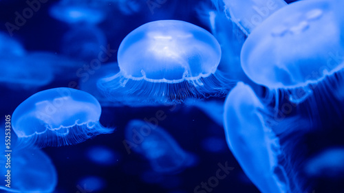 Colorful Jellyfish underwater. Jellyfish moving in water.