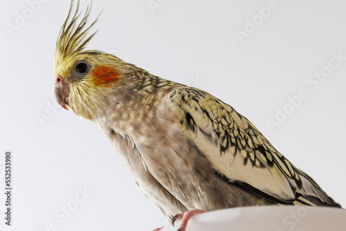 Female Cockatiel bird aka Nymphicus hollandicus. photo