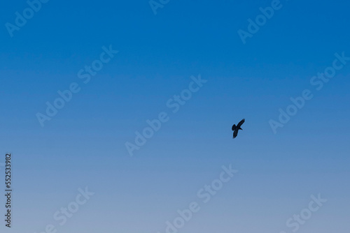 Common raven (Corvus corax) with blue sky background