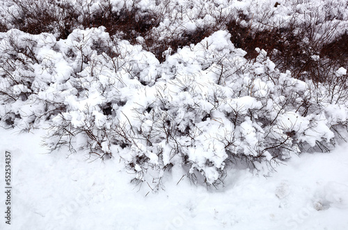 Winter snow in park. Bush covered with snow. Snowflakes