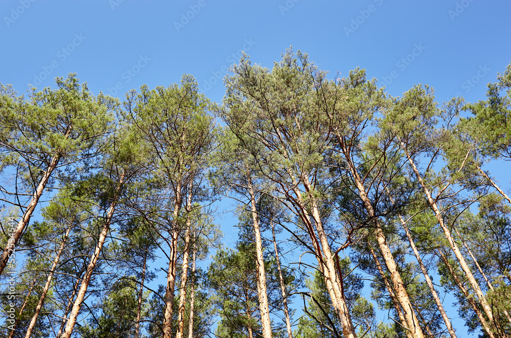 Fototapeta premium Pine trees against the blue sky. View in to tall pine trees on a summers day