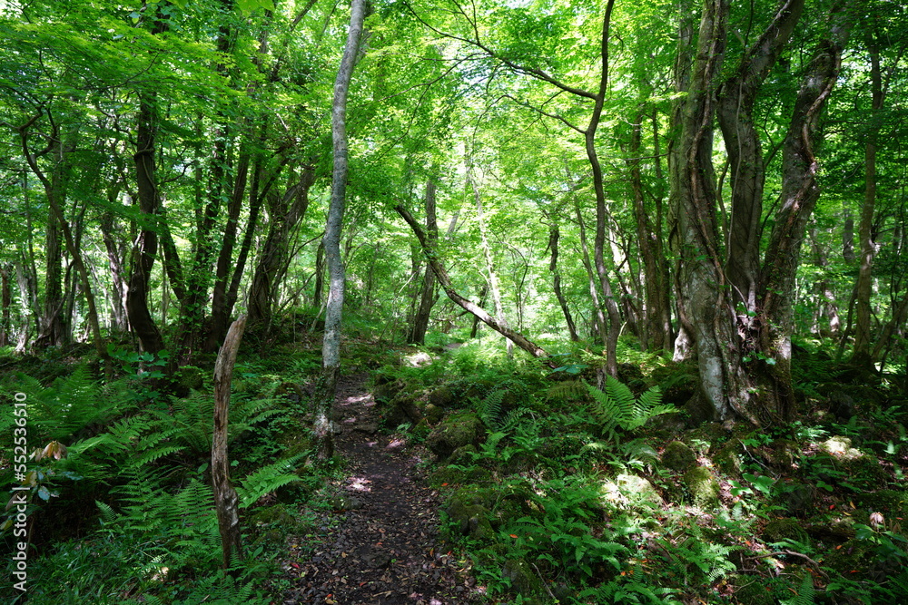 vines and old trees in spring forest