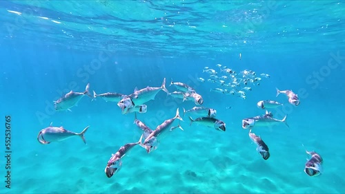 Shiny indian mackerel swimming in front of a colorful coral reef in the red sea photo