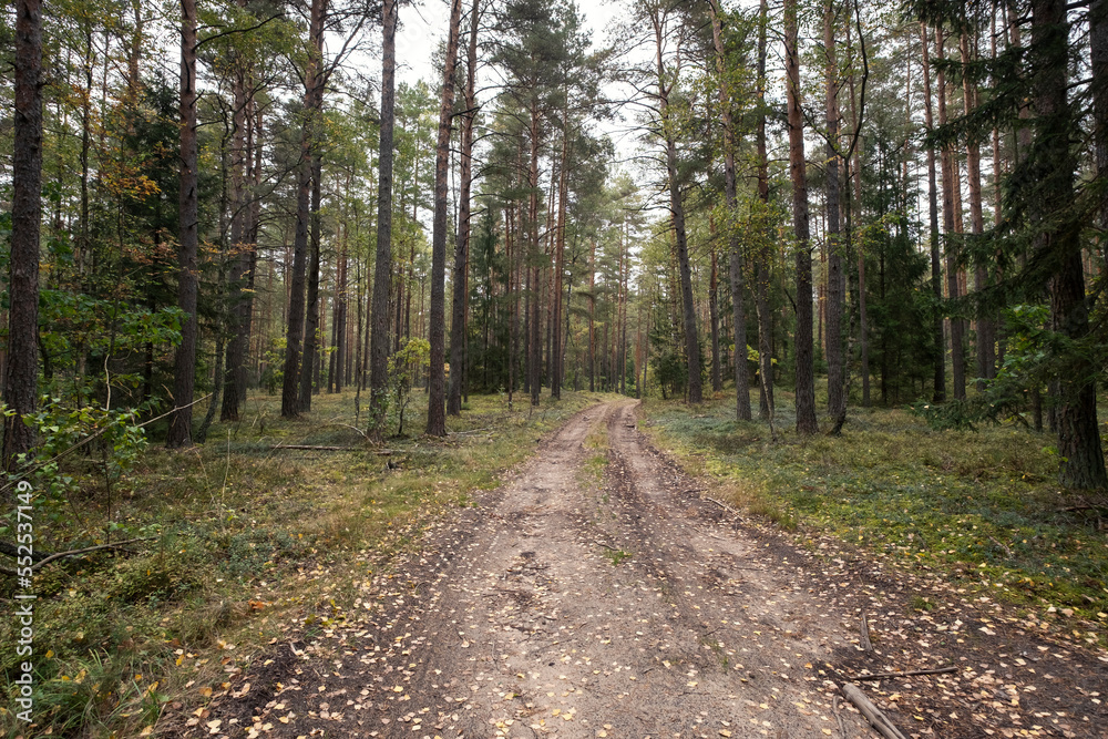 Fototapeta premium country road in forest